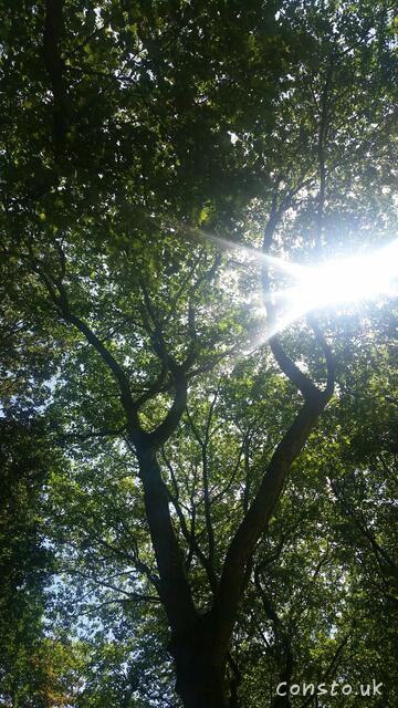 Light through the Trees