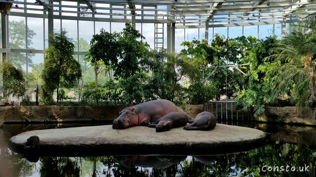 Lazy Hippos