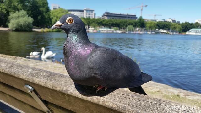 A Strangely Tame Pigeon