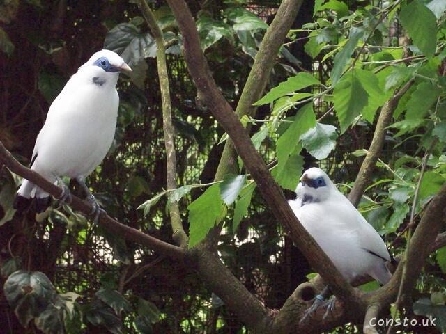 Two White Birds