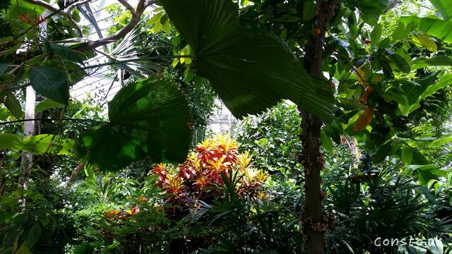 Venturing Inside The Greenhouses