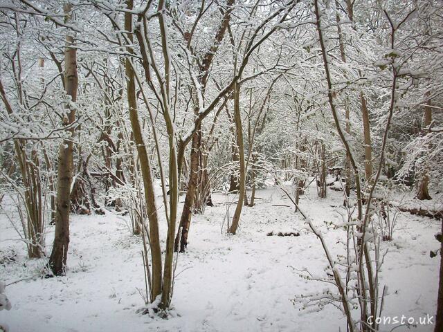 Snow in the woods